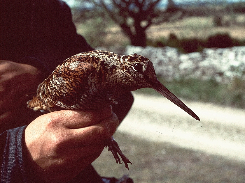 Eurasian Woodcock, Skoge